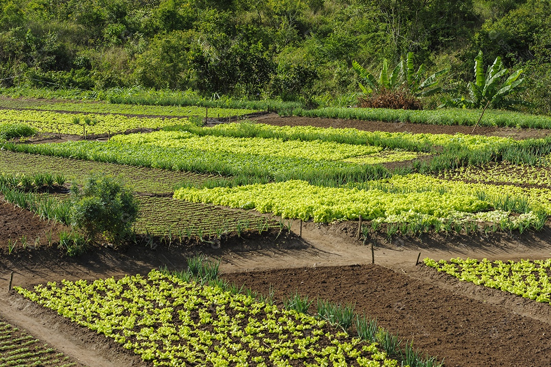 Cultivos de alface e cebolinha. Agricultura de subsistência no interior da Paraíba
