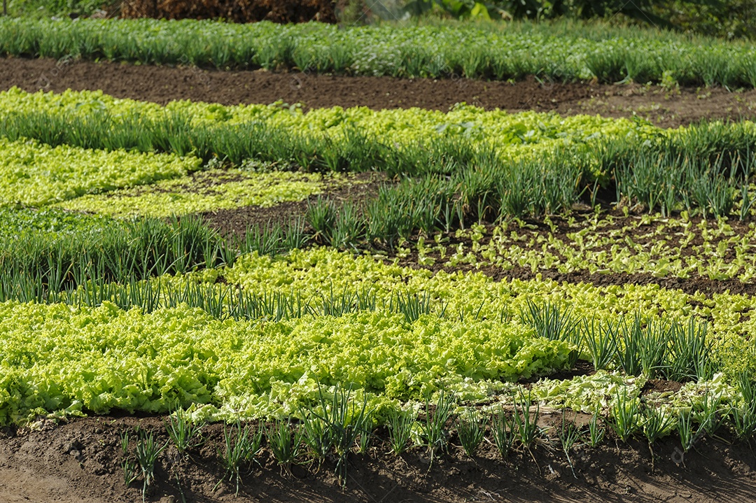 Cultivos de alface e cebolinha. Agricultura de subsistência no interior da Paraíba