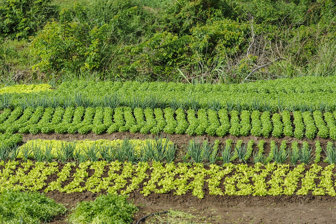 Cultivos de alface e cebolinha. Agricultura de subsistência no interior da Paraíba