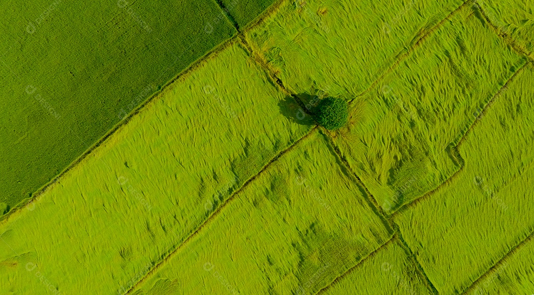 Vista aérea do campo de arroz verde com uma árvore na Tailândia.