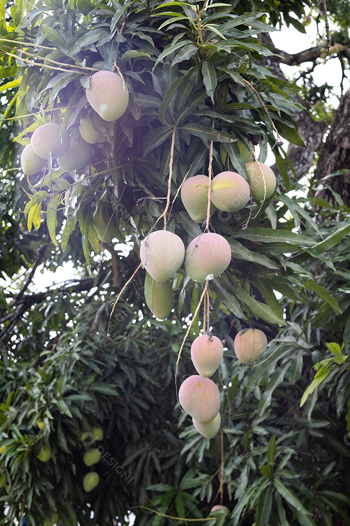 Frutas manga sobre pé galhos arvore