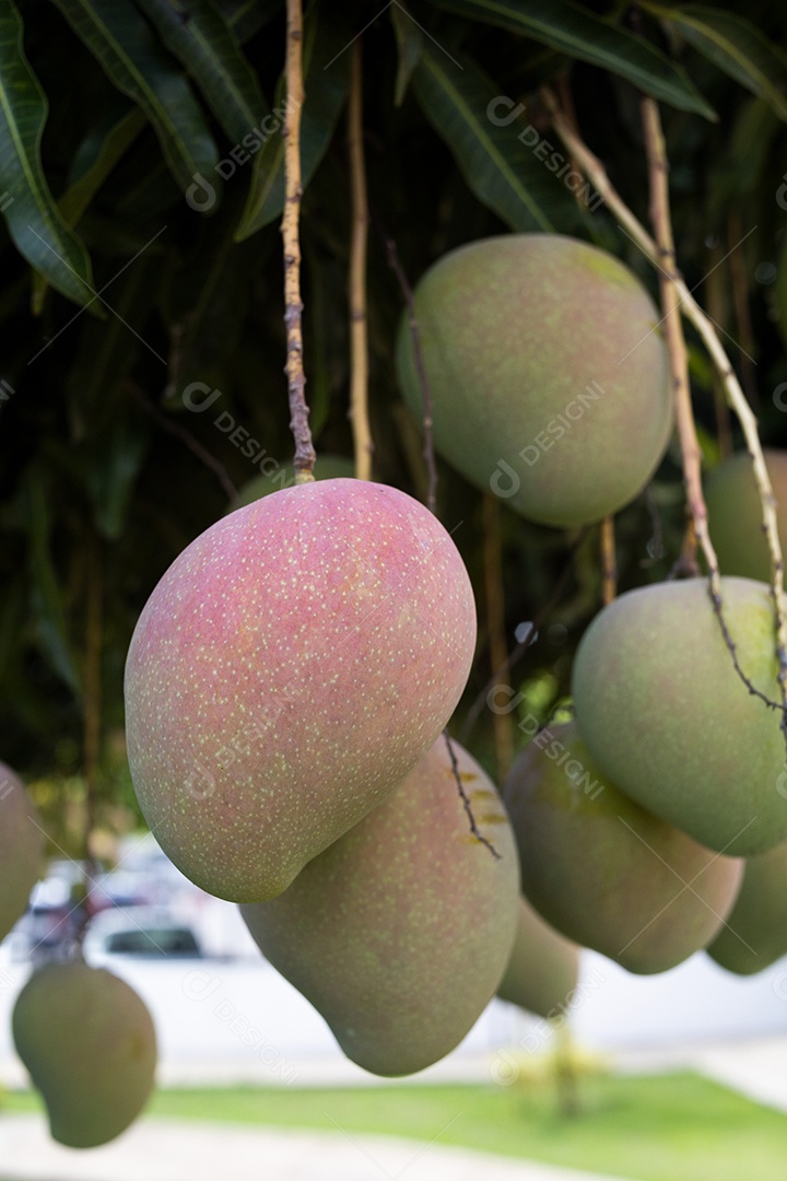 Frutas manga sobre pé galhos arvore