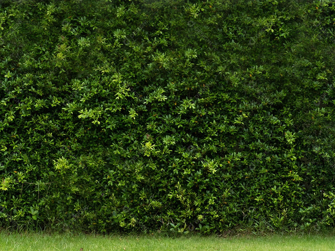 Muro cheio de plantas linda decoração com planta trepadeira