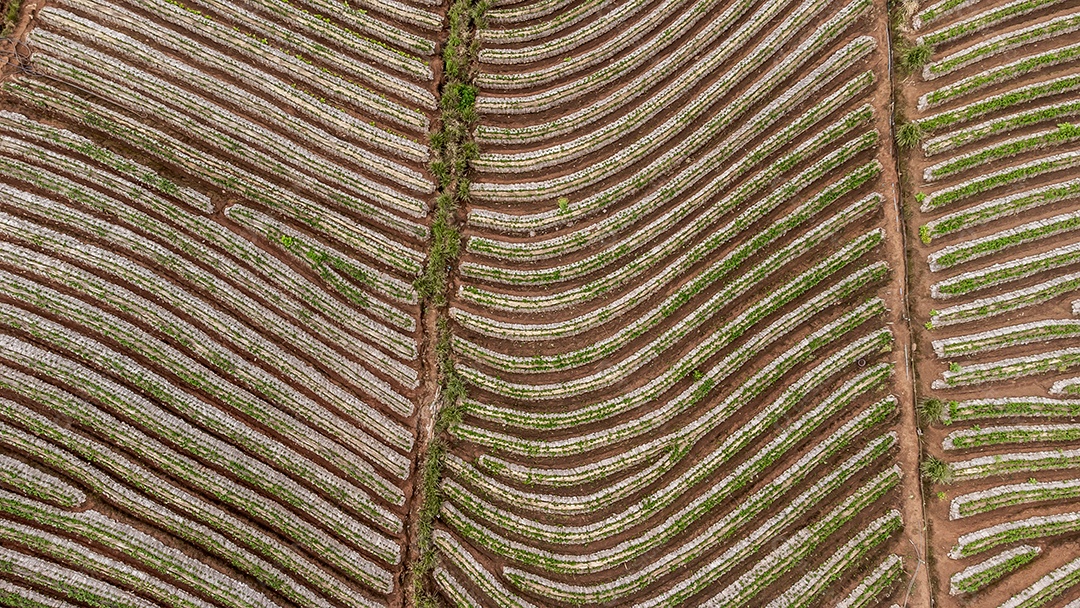 Vista aérea do terraço de arroz Tailândia