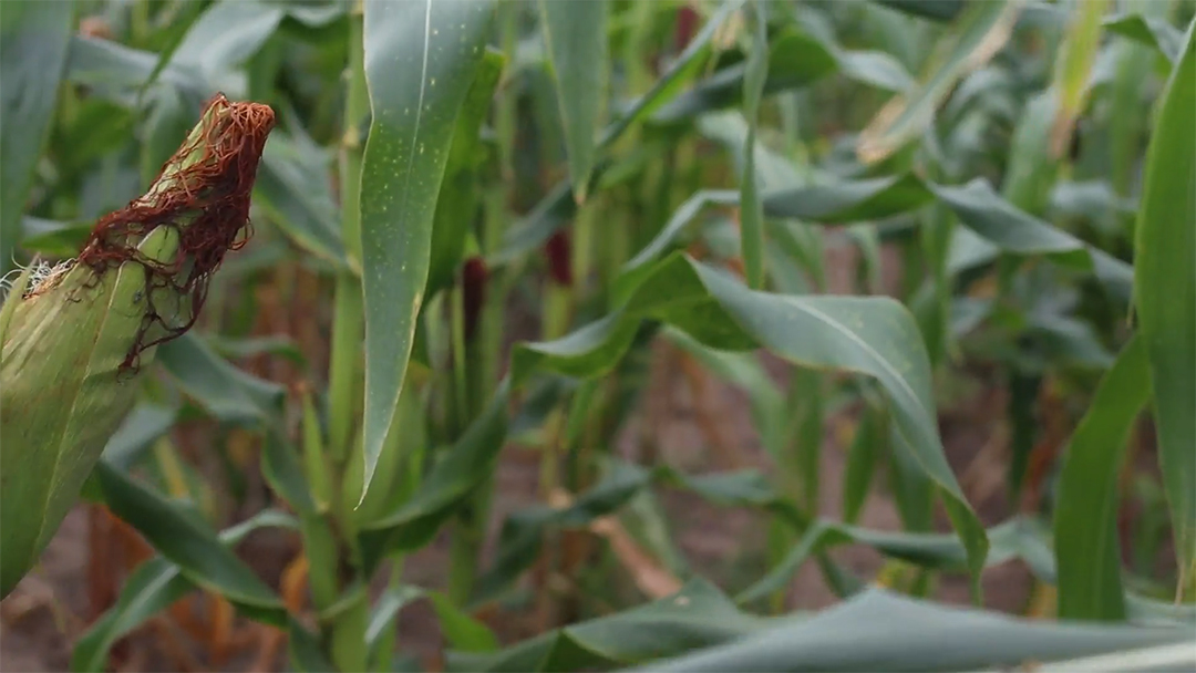Pllantação de milho verde