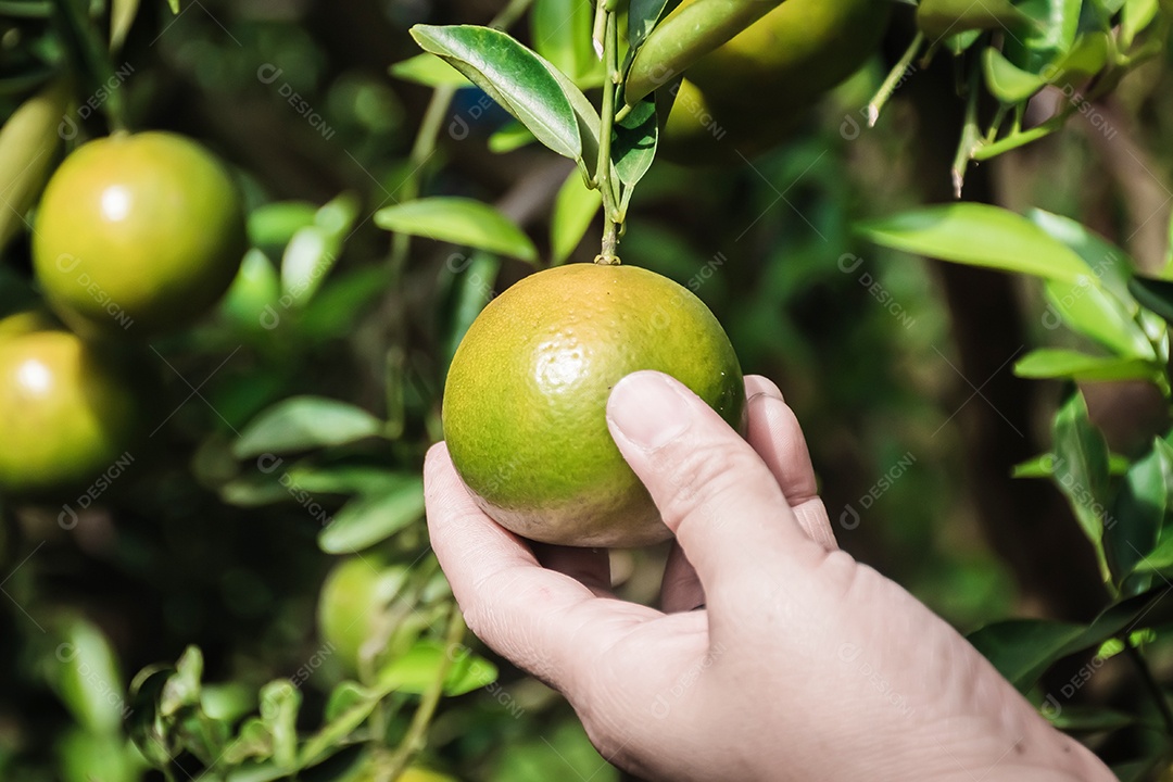 Aproximação tangerina amadurecendo na árvore