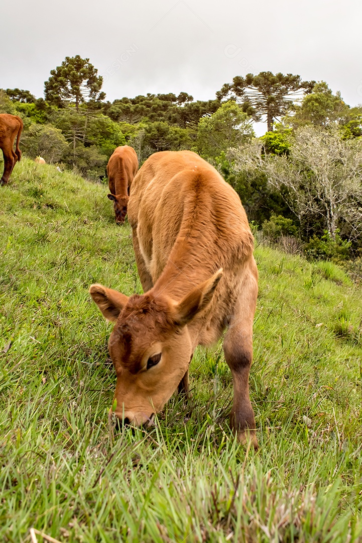 Bezerro pastando em um campo no Brasil