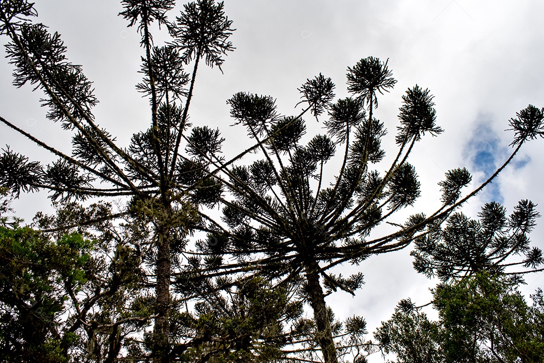 Florestas de araucárias no sul do Brasil