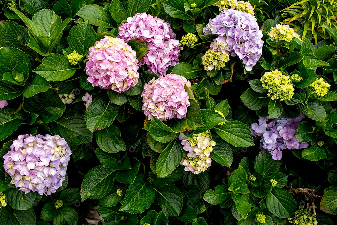 Textura de fundo da planta hortensia (Hydrangea macrophylla)