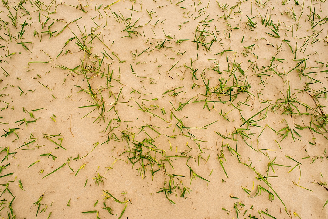 Fundo de textura de areia de praia com grama