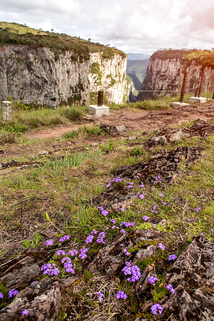 Linda flor roxa na vegetação nos cânions brasileiros