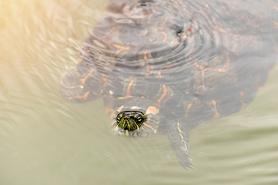 Tartaruga (Trachemys dorbigni) nadando em um lago no Brasil