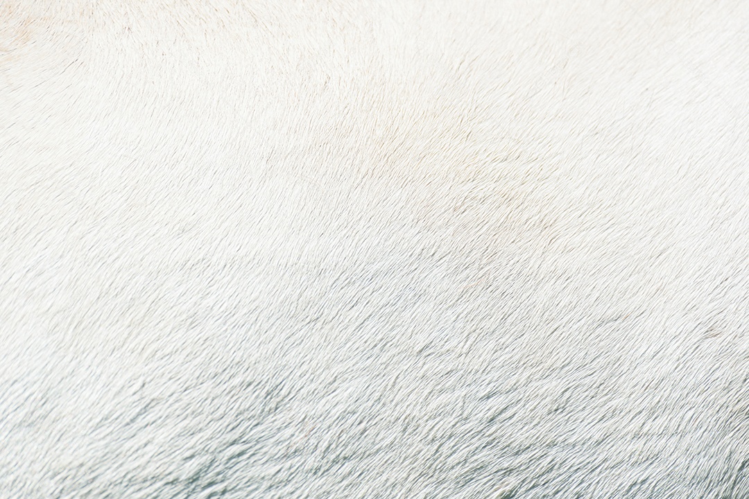 Textura de pelagem de cavalo na cor branca.