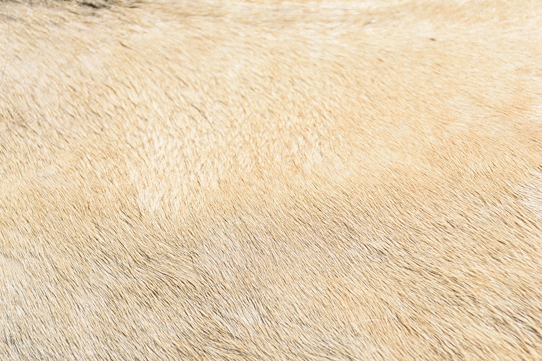 Textura de pelagem de cavalo na cor bege.