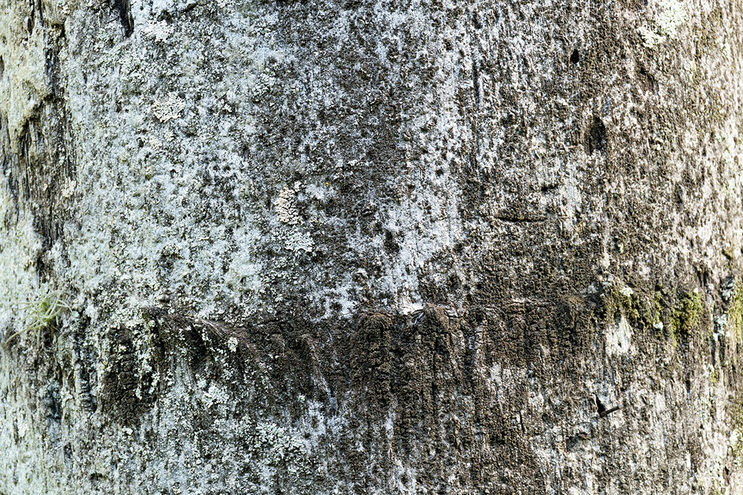 Textura de tronco de árvore com lodo e grama.