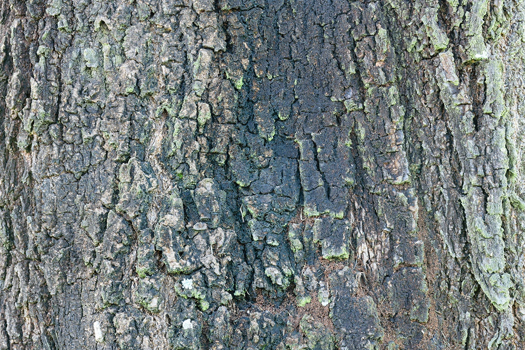 Textura de tronco de árvore