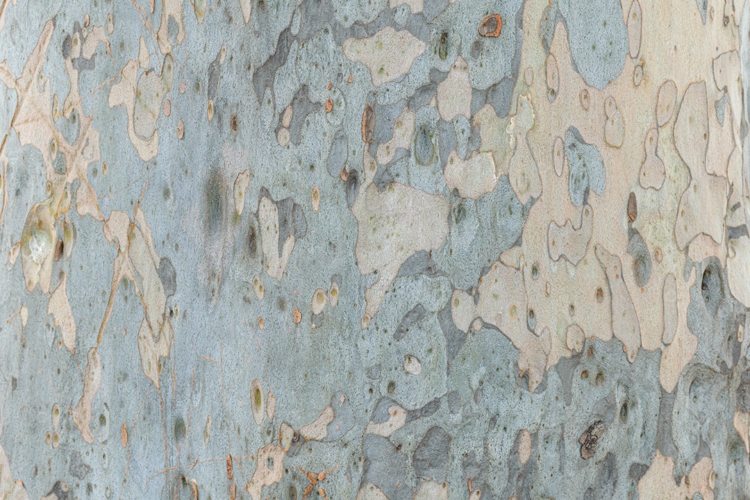 Textura de tronco de eucalipto gigante cinza