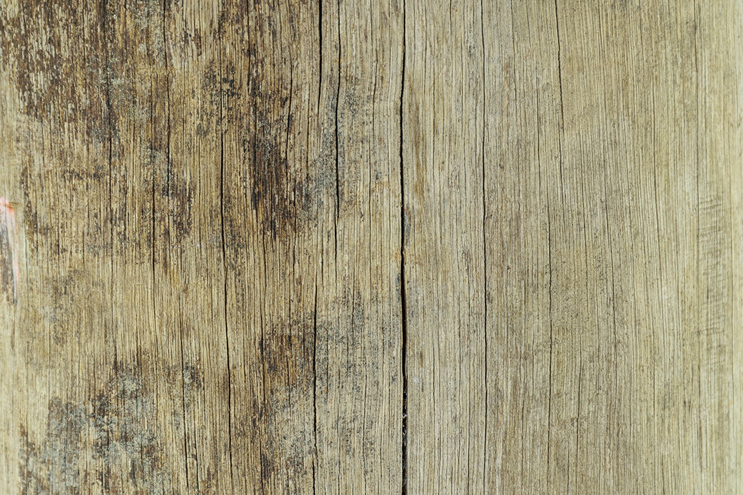 Textura de tronco de árvore, rachaduras verticais.