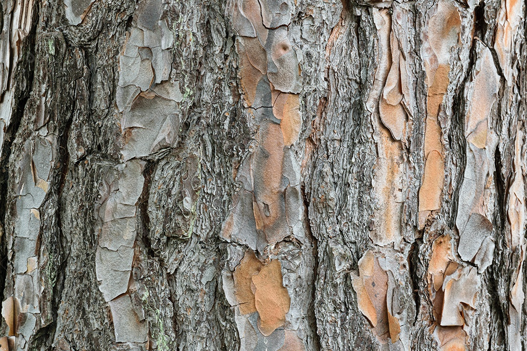 Peeling textura de tronco de árvore