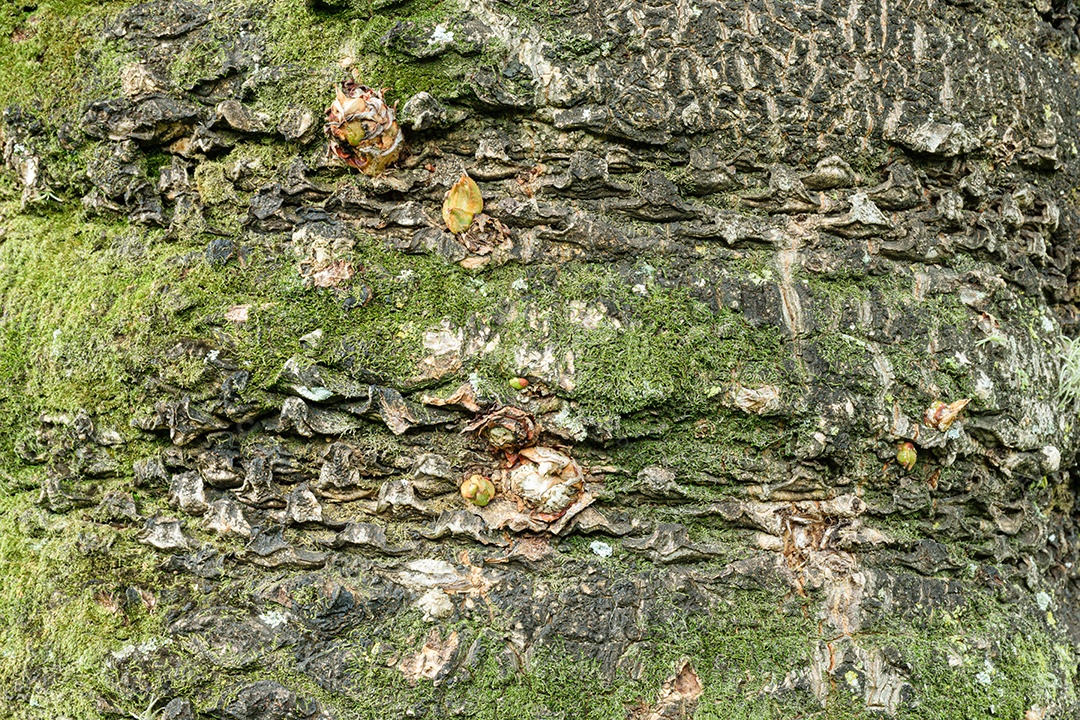 Textura de tronco de árvore com lodo verde e pequenos brotos.