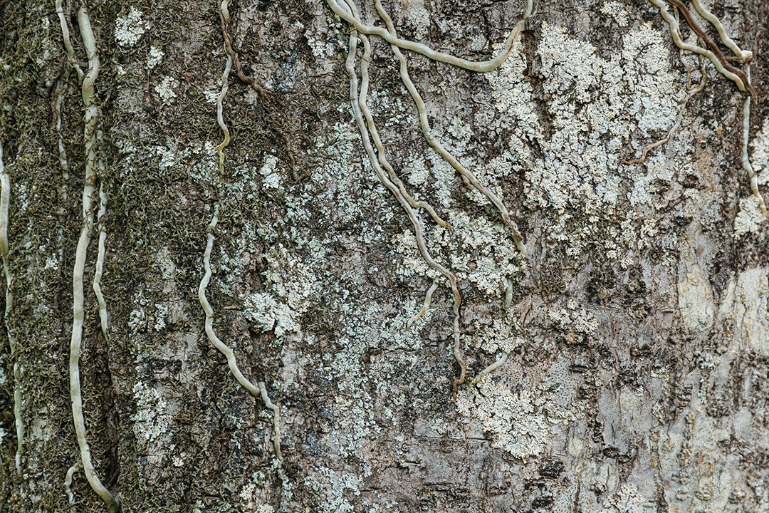 Peeling textura de tronco de árvore cinza e laranja