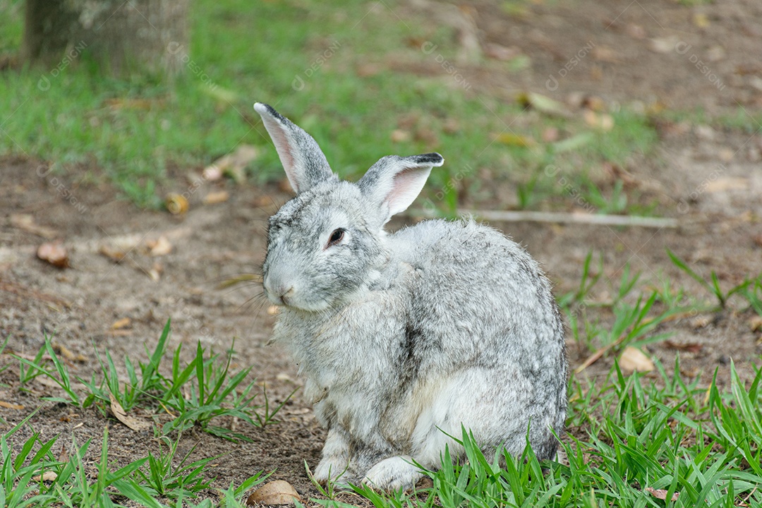 Coelho cinza no gramado.