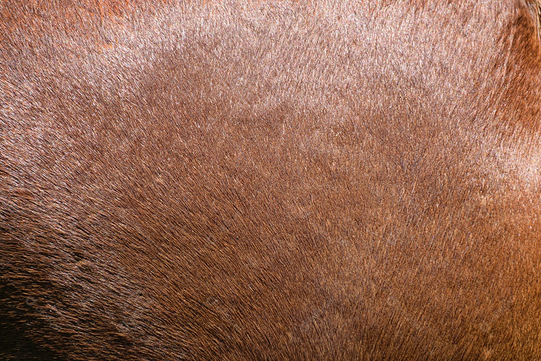 Textura de pelagem de cavalo na cor marrom.