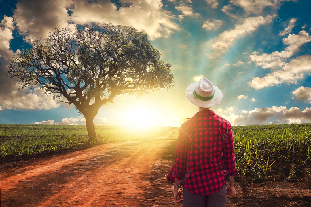 Agricultor trabalhando no campo de cana-de-açúcar ao pôr do sol ao ar livre