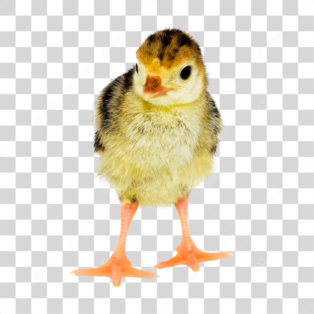 Ave Coturnix PNG Transparente