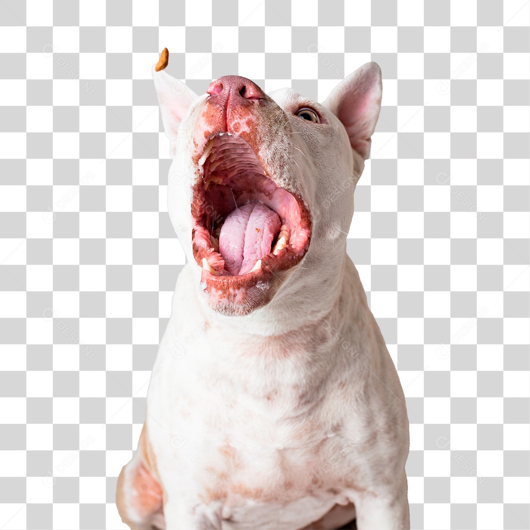 Pit Bull Branco PNG Transparente