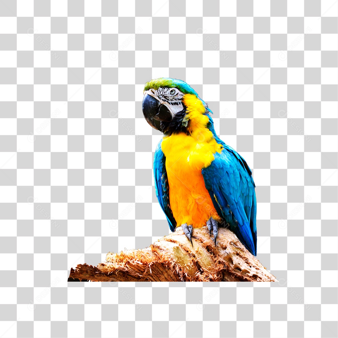 Arara-Azul PNG Transparente