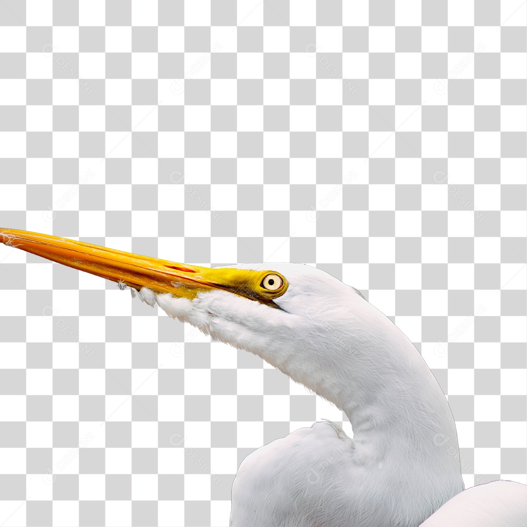 Garça Branca PNG Transparente