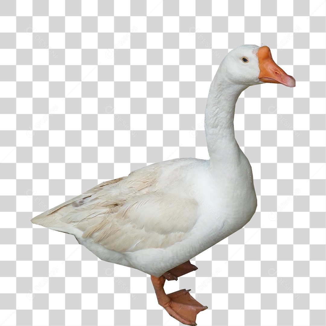 Ganso PNG Transparente Sem Fundo