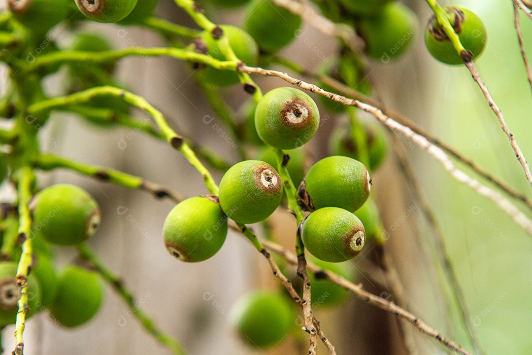 Frutos de uma palmeira ao ar livre no Rio de Janeiro.