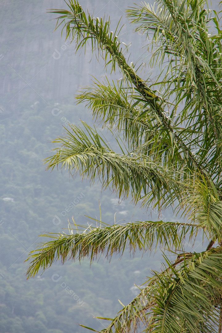 Coqueiro ao ar livre no Rio de Janeiro.
