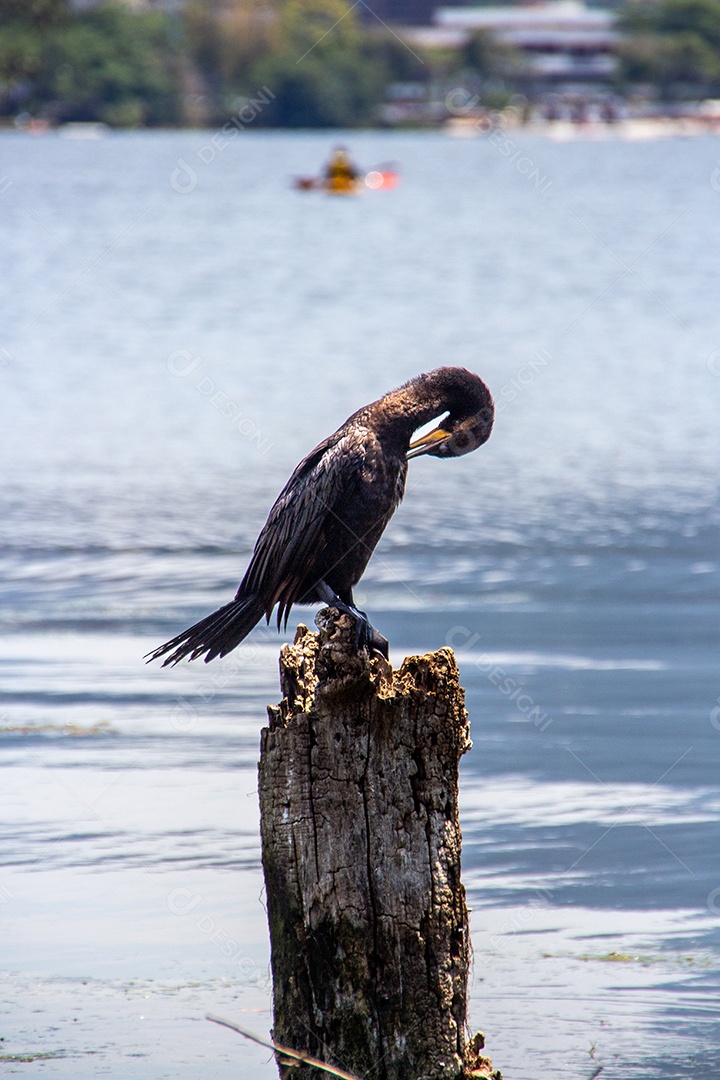Pássaro conhecido com Cormorão ao ar livre na Lagoa Rodrigo de Freitas.