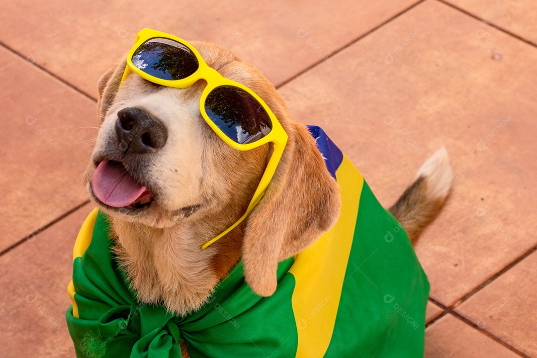 Cachorro com bandeira do Brasil no jardim com óculos amarelos e bandeira torcedor