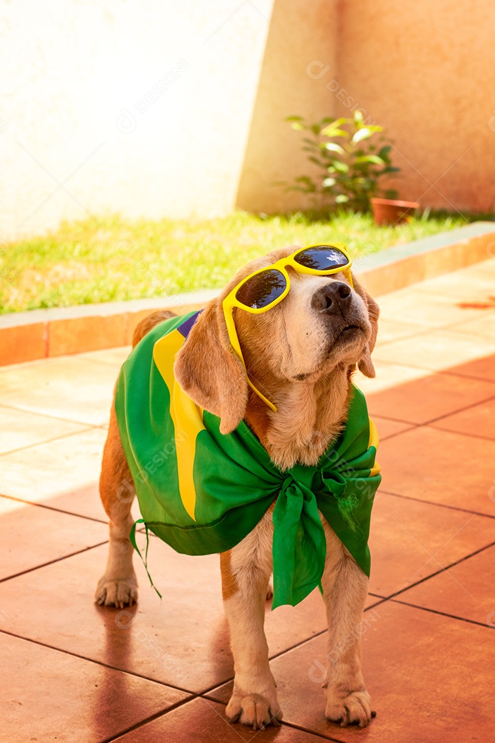 Cachorro com bandeira do Brasil no jardim com óculos amarelos e bandeira torcedor