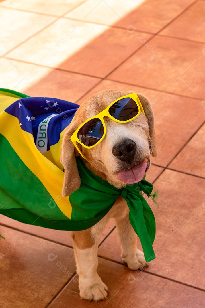 Cachorro com bandeira do Brasil no jardim com óculos amarelos e bandeira torcedor