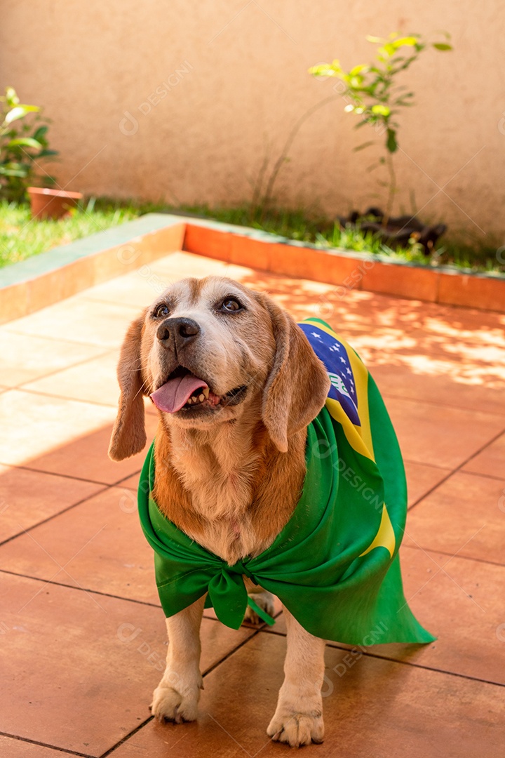 Cachorro com bandeira do Brasil no jardim com óculos amarelos e bandeira torcedor