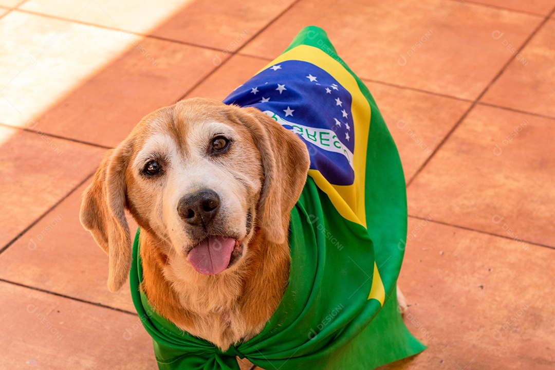Cachorro com bandeira do Brasil no jardim com óculos amarelos e bandeira torcedor