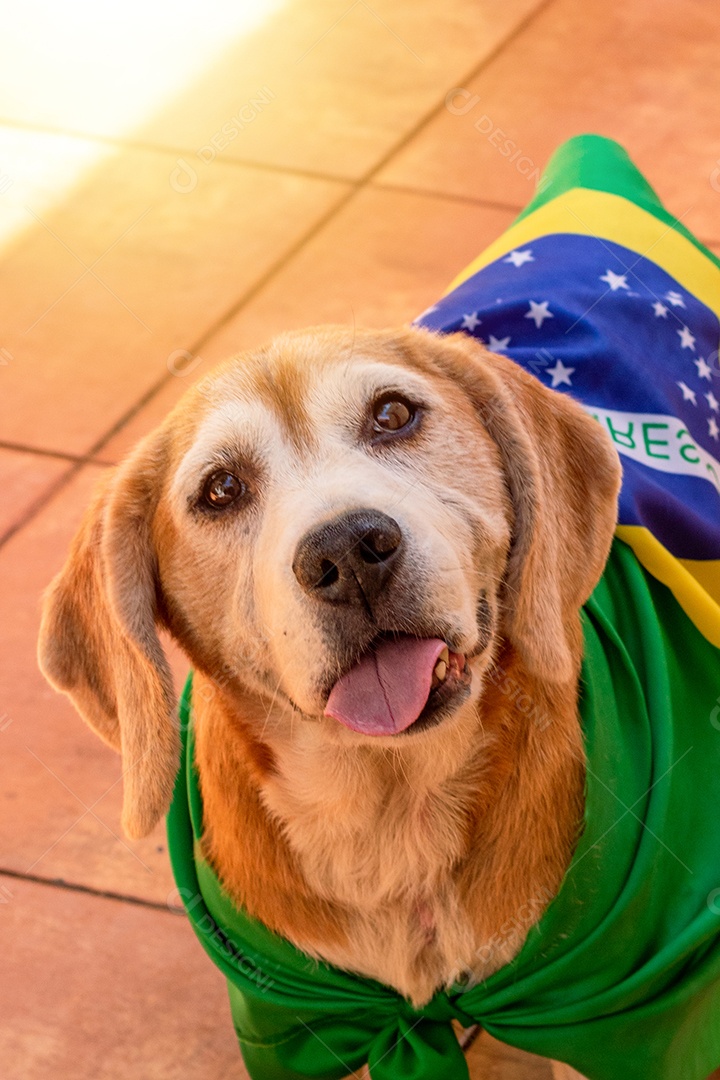 Cachorro com bandeira do Brasil no jardim com óculos amarelos e bandeira torcedor