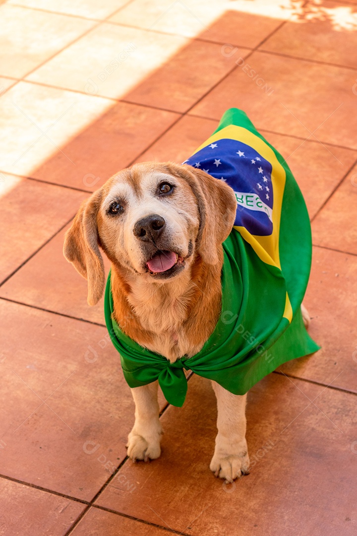 Cachorro com bandeira do Brasil no jardim com óculos amarelos e bandeira torcedor