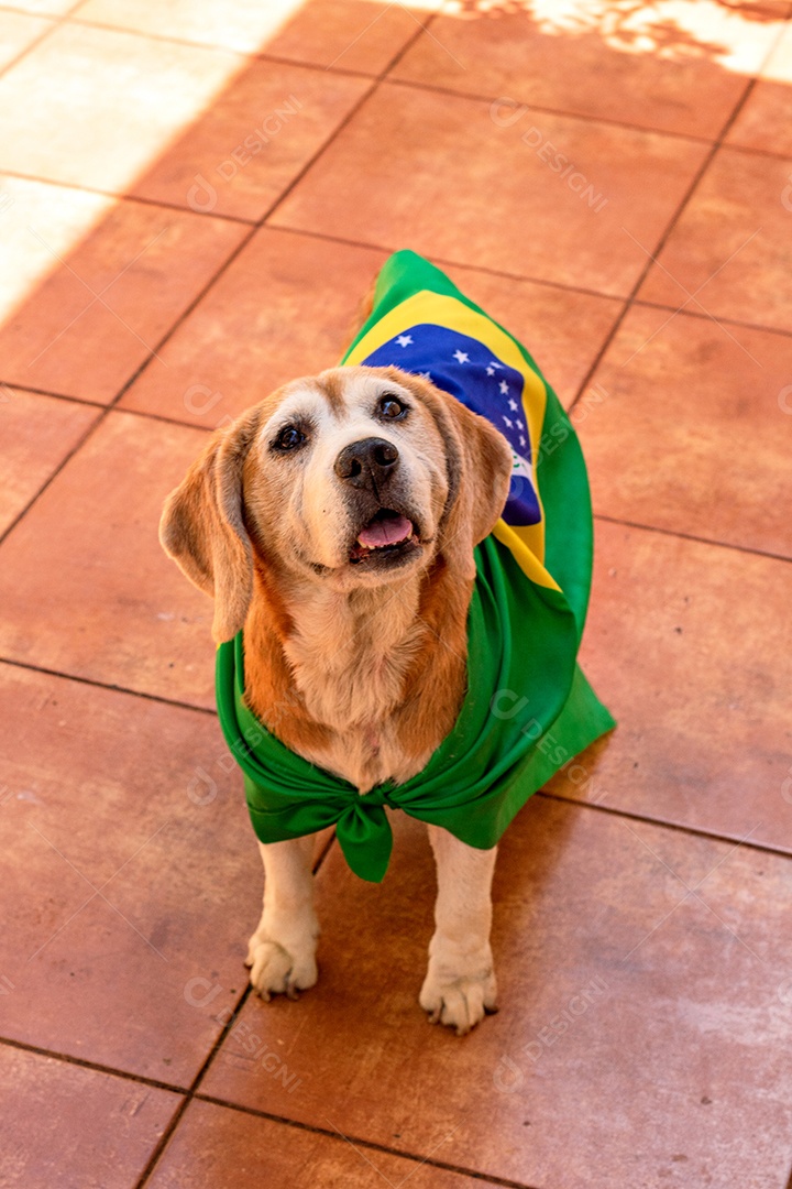 Cachorro com bandeira do Brasil no jardim com óculos amarelos e bandeira torcedor