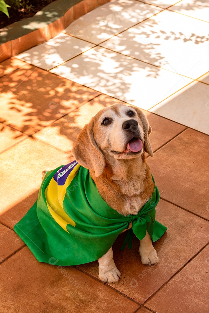 Cachorro com bandeira do Brasil no jardim com óculos amarelos e bandeira torcedor