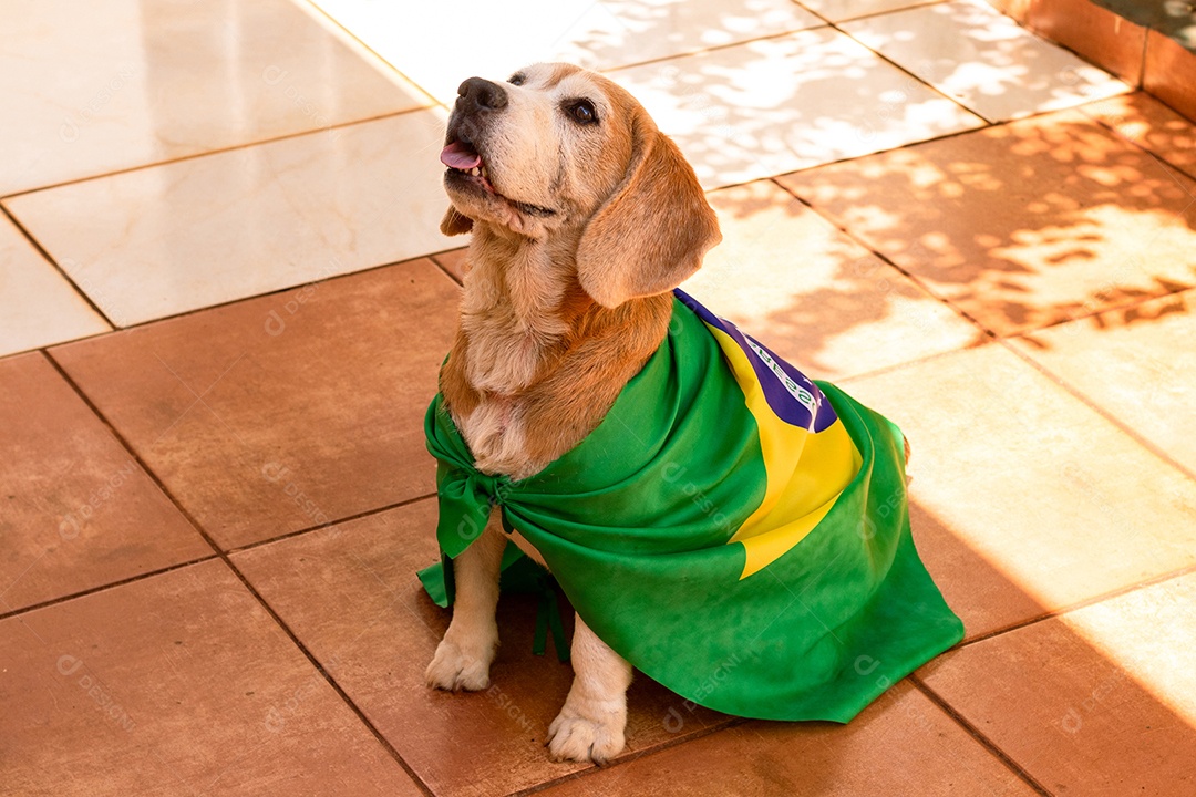 Cachorro com bandeira do Brasil no jardim com óculos amarelos e bandeira torcedor