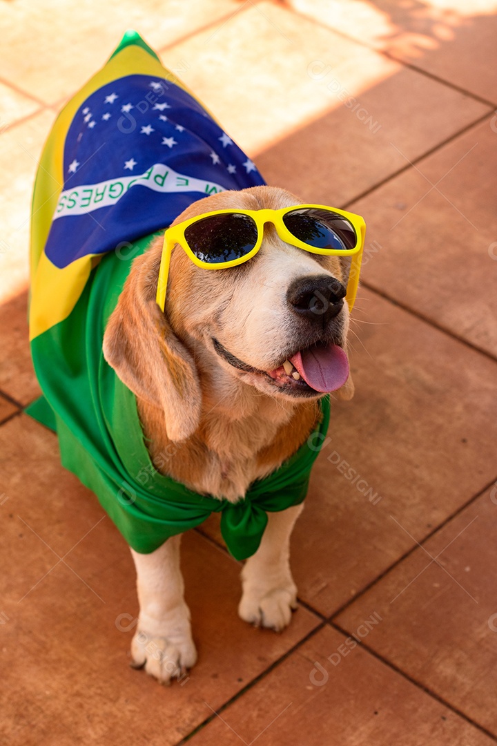 Cachorro com bandeira do Brasil no jardim com óculos amarelos e bandeira torcedor