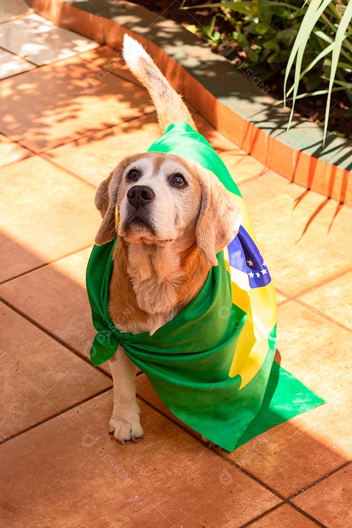Cachorro com bandeira do Brasil no jardim com óculos amarelos e bandeira torcedor