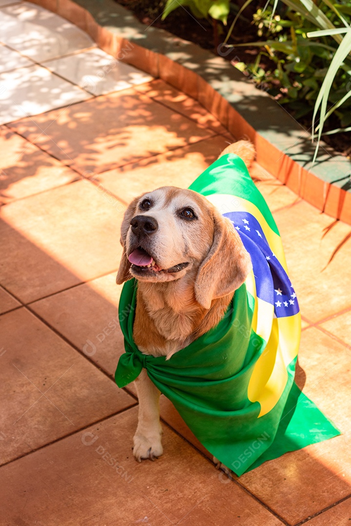 Cachorro com bandeira do Brasil no jardim com óculos amarelos e bandeira torcedor