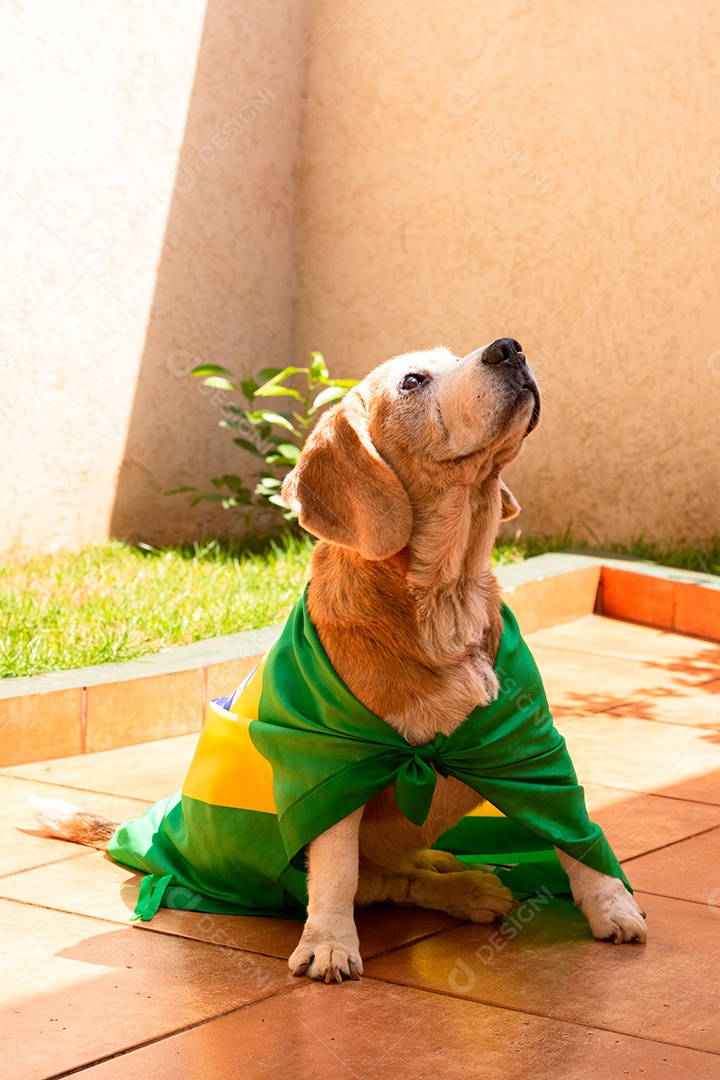 Cachorro com bandeira do Brasil no jardim com óculos amarelos e bandeira torcedor